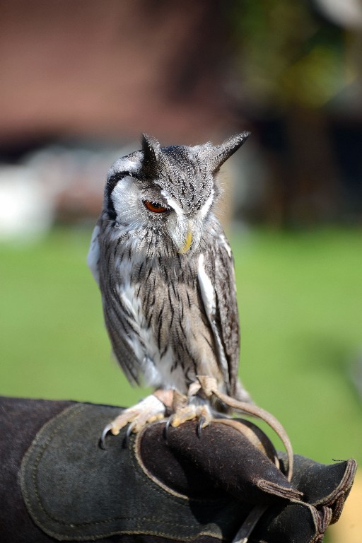 ../Images/Belegering van Teylingen 2014 099.jpg